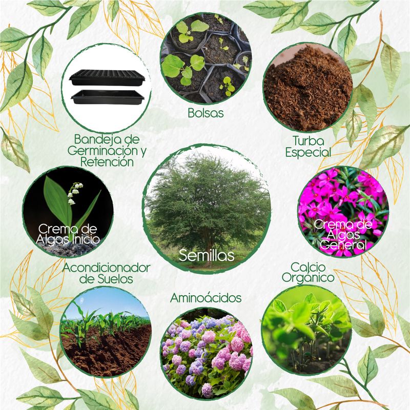 GENERICO - 50 Semillas De Árbol Payande + Kit Orgánico