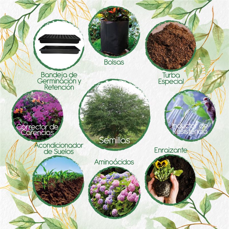 GENERICO - 100 Semillas De Árbol Payande + Kit De Producción