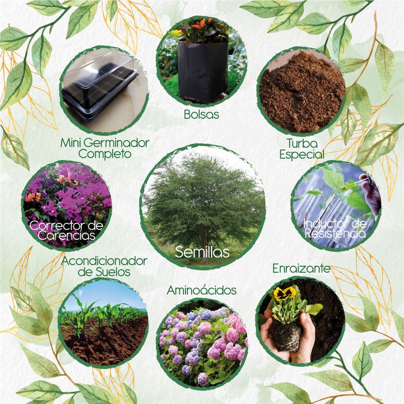 GENERICO - 50 Semillas De Árbol Payande + Kit Completo De Germinación