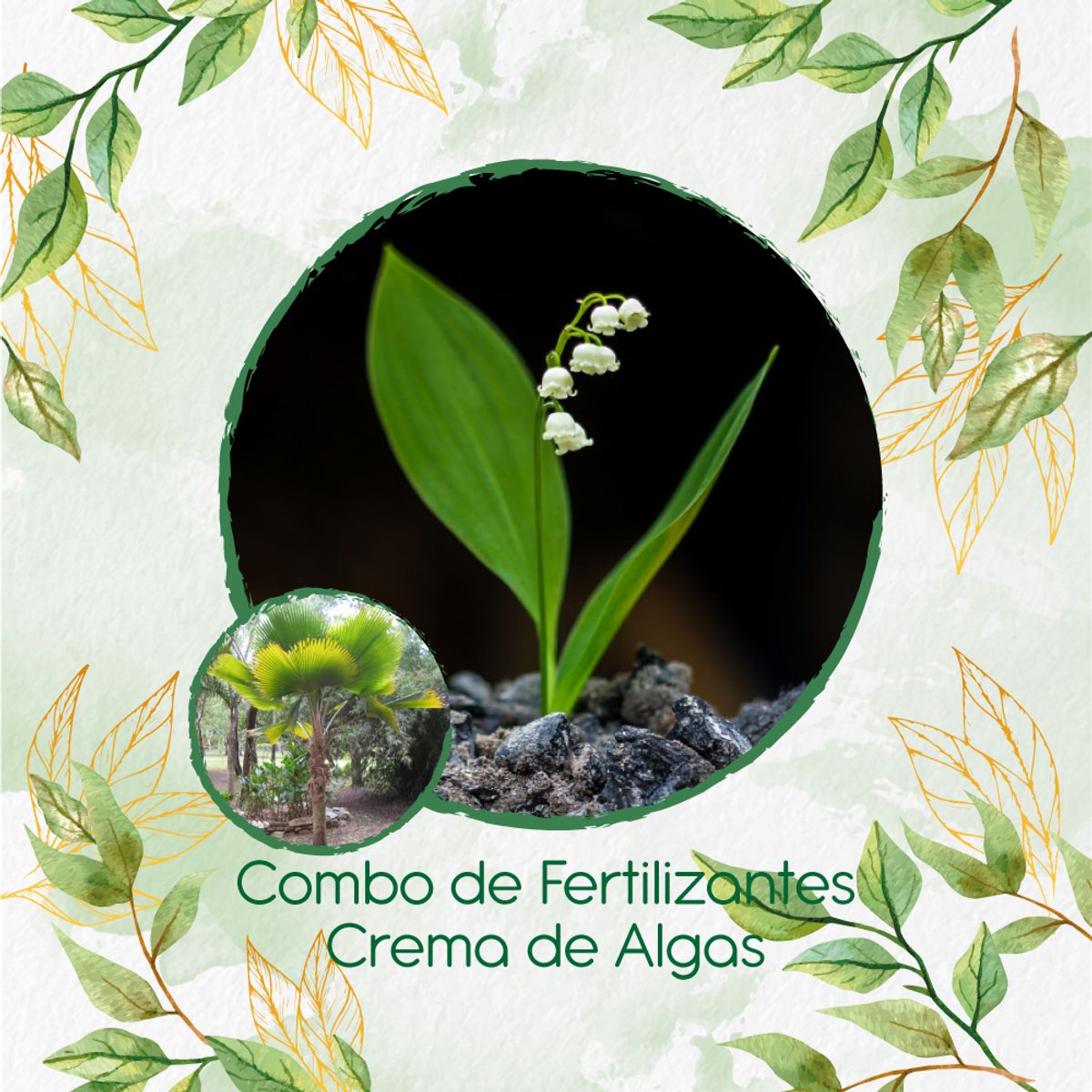 GENERICO - Combo De Fertilizantes Crema De Algas Para Palma Abanico