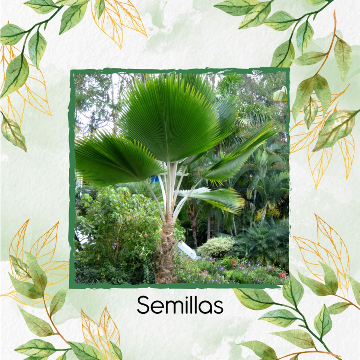 GENERICO - Combo De Fertilizantes Crema De Algas Para Palma Abanico