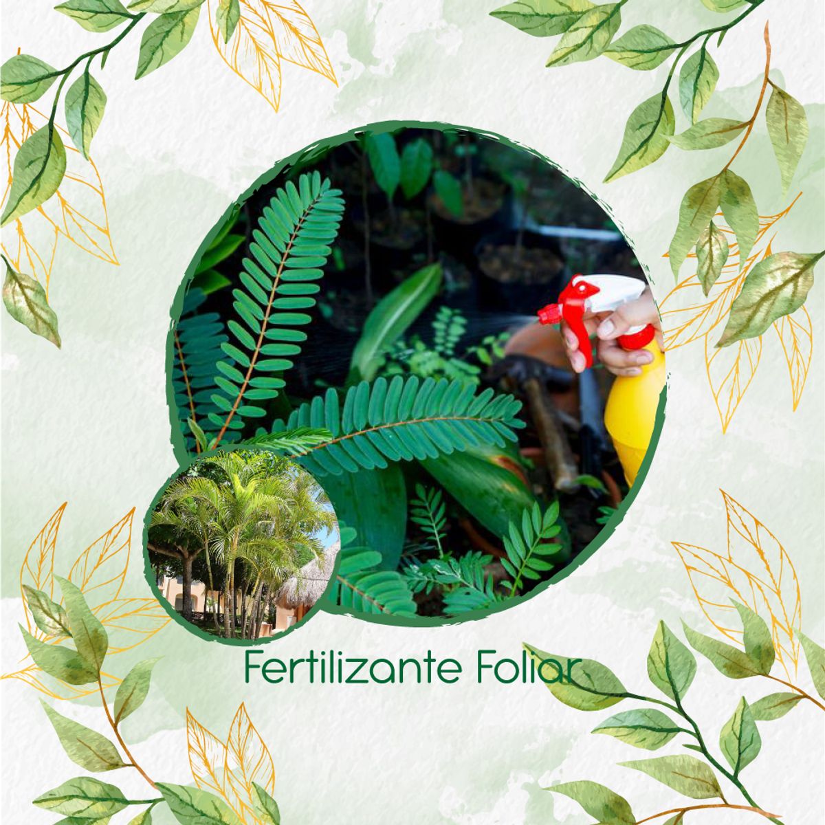 GENERICO - Fertilizante Generación De Brotes Para Palma Areca