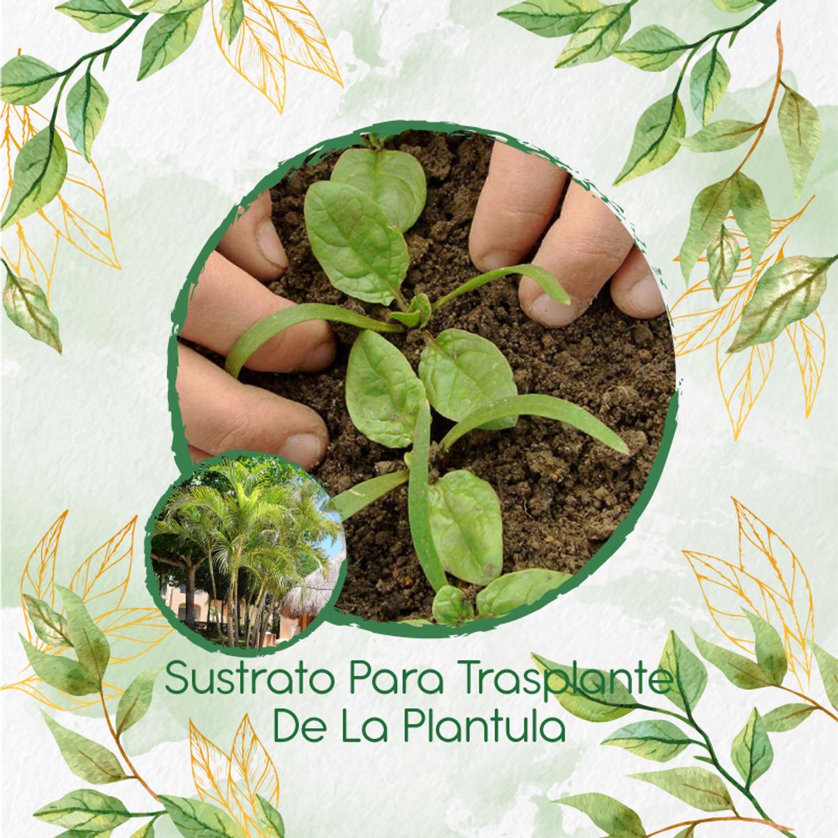 GENERICO - Sustrato Para Trasplante De Palma Areca