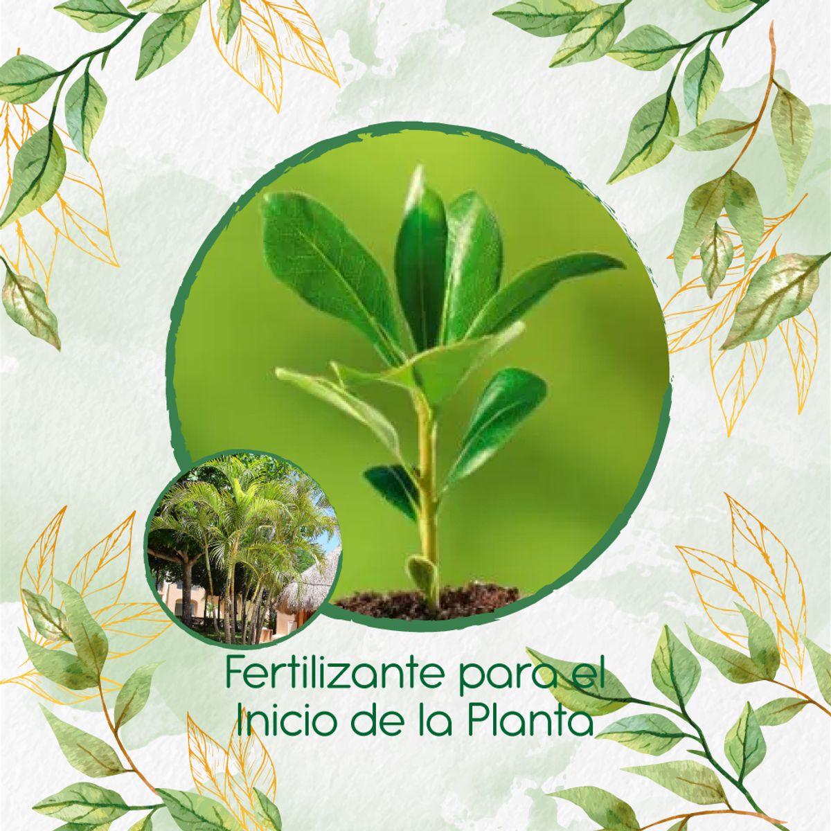 GENERICO - Fertilizante Para El Inicio De Palma Areca