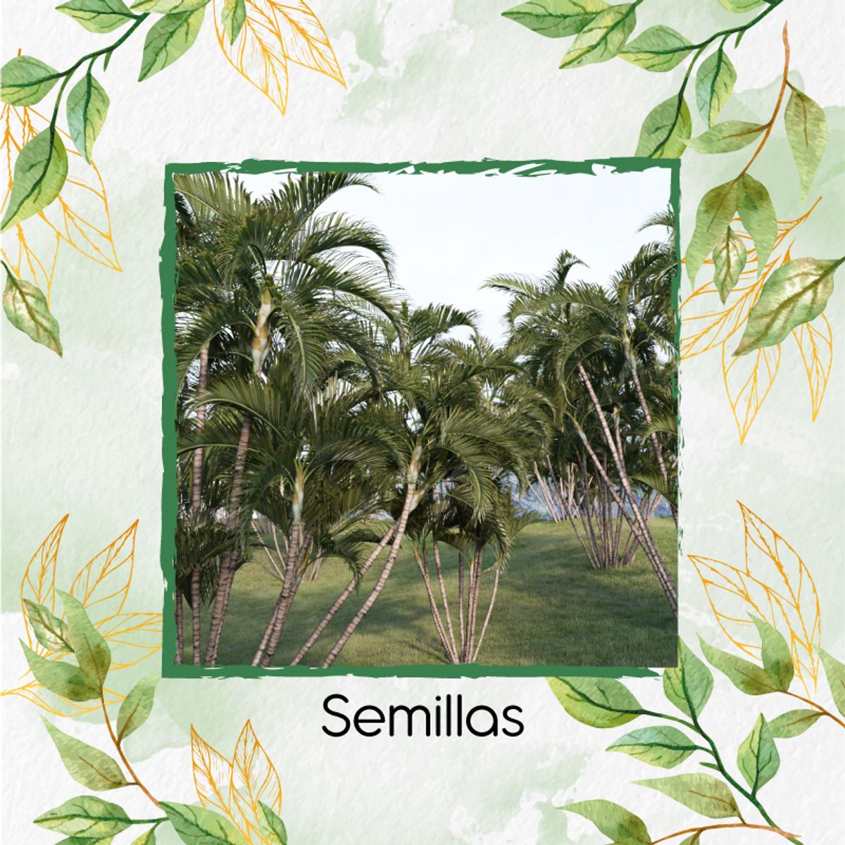 GENERICO - Fertilizante Para El Inicio De Palma Areca