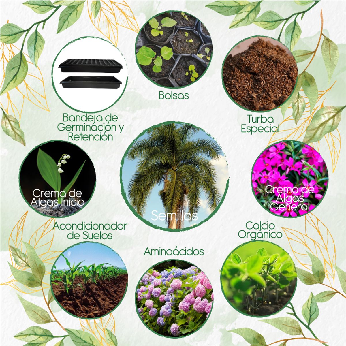 GENERICO - 30 Semillas De Palma Botella + Kit Orgánico