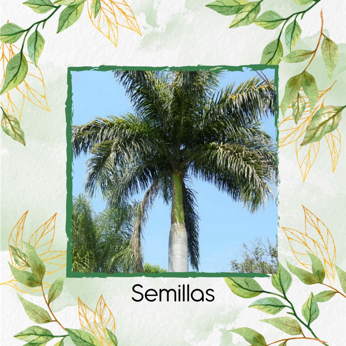 GENERICO - 30 Semillas De Palma Botella + Kit Orgánico