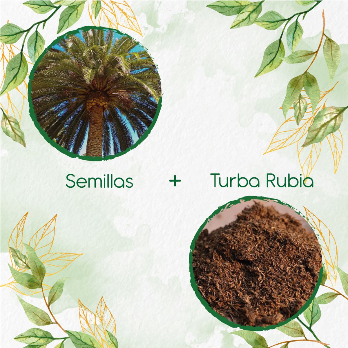 GENERICO - 10 Semillas De Palma Canariensis + Turba De Germinación
