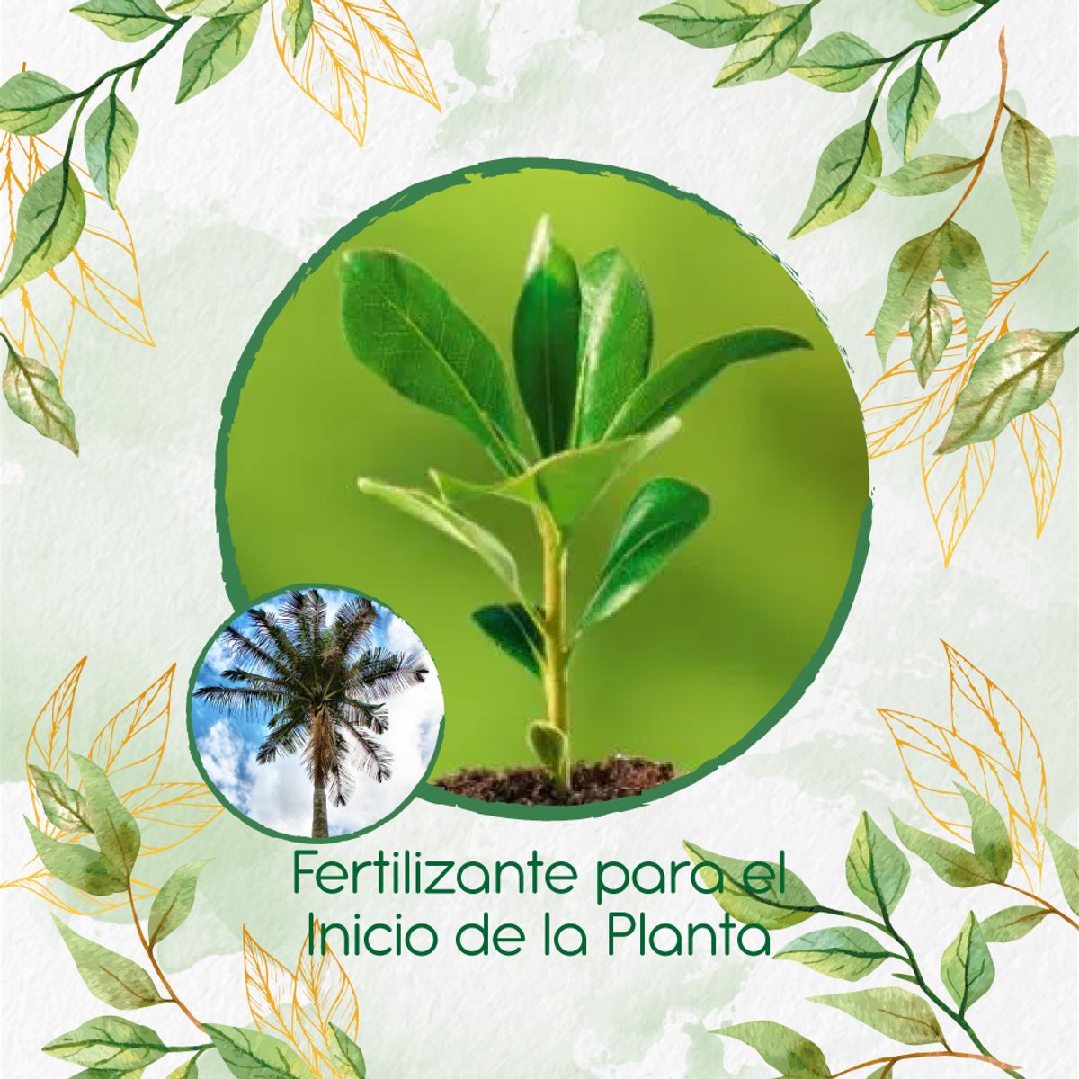 GENERICO - Fertilizante Para El Inicio De Palma De Cera