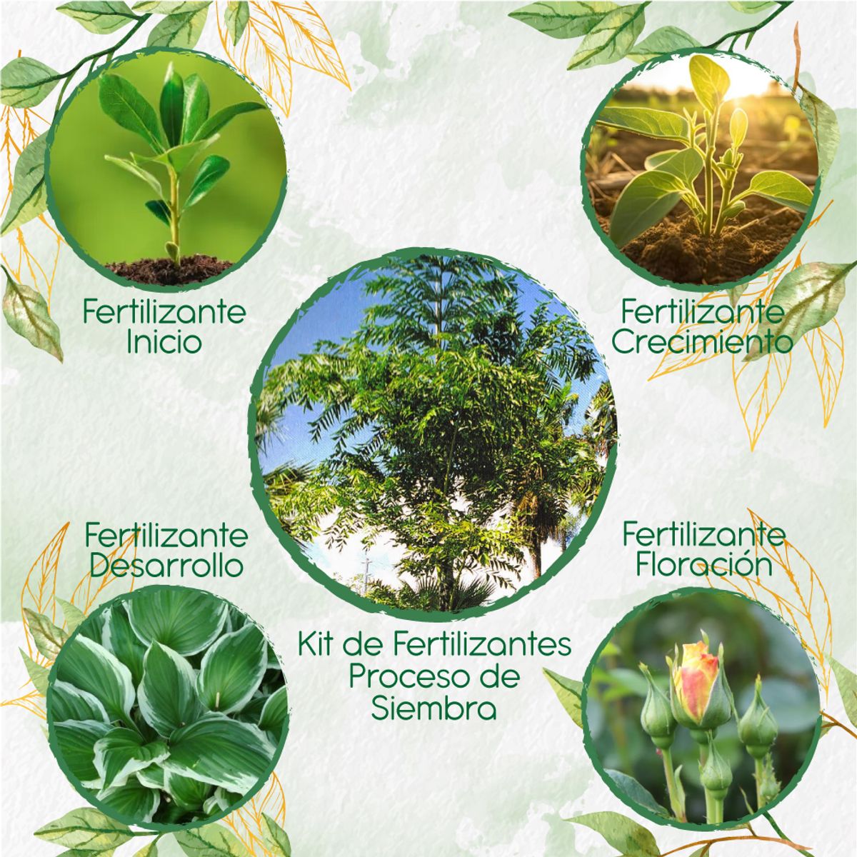 GENERICO - Kit De Fertilizantes Para La Siembra De Palma Mariposa