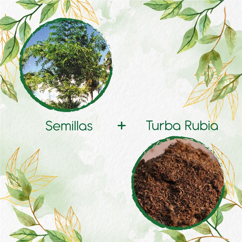 GENERICO - 5 Semillas De Palma Mariposa + Turba De Germinación