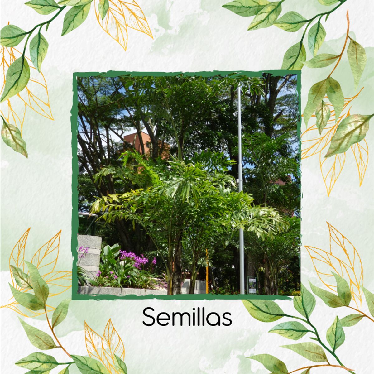 GENERICO - 5 Semillas De Palma Mariposa + Kit Orgánico