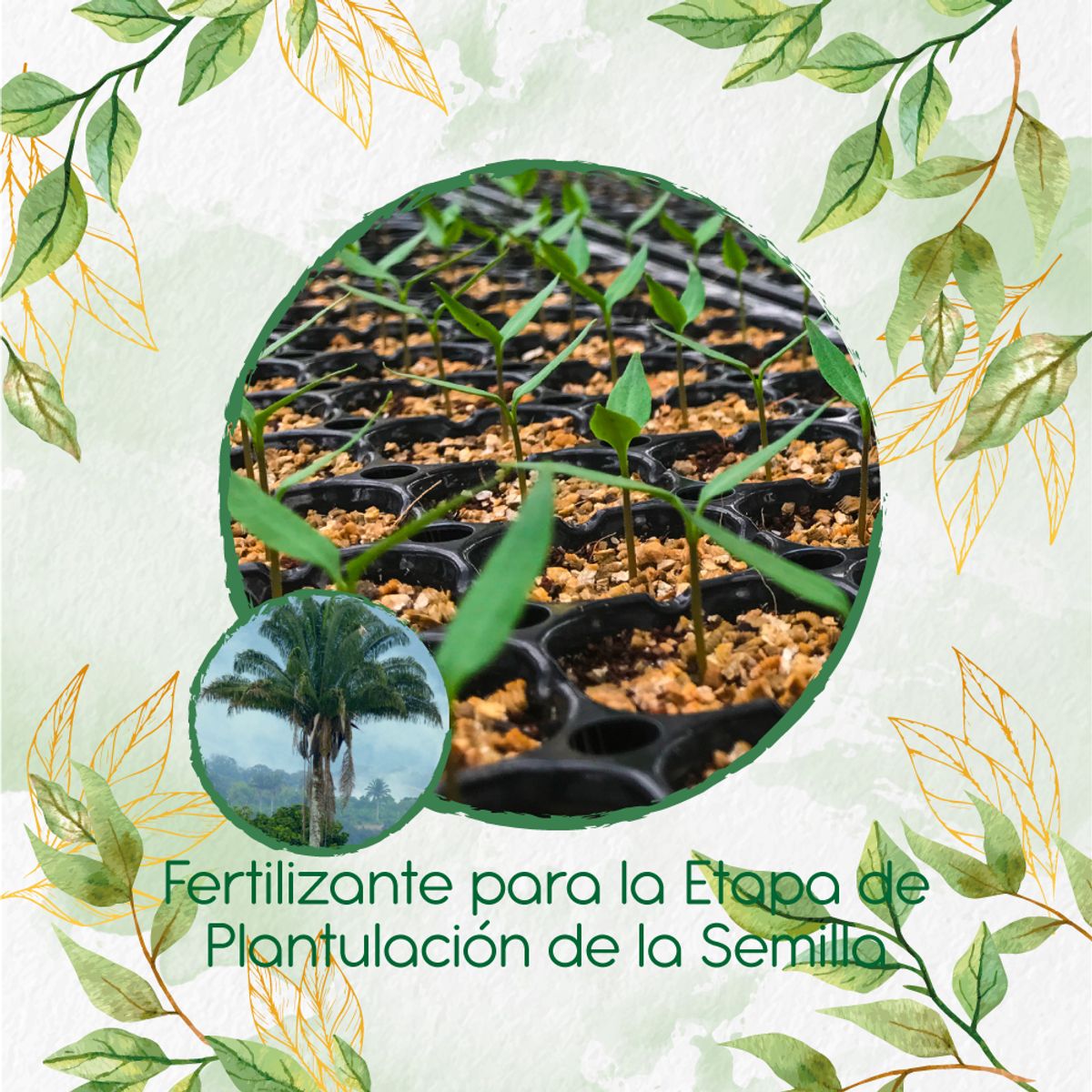 GENERICO - Fertilizante De Plantulación Para Palma Real