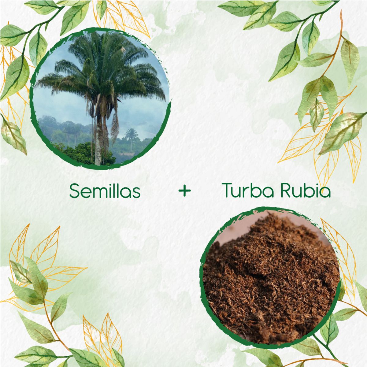 GENERICO - 2 Semillas De Palma Real + Turba De Germinación