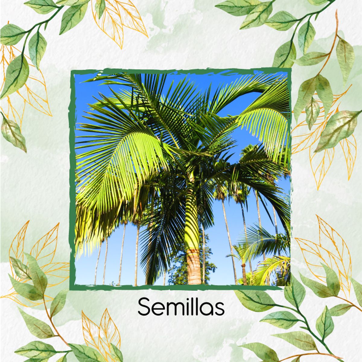 GENERICO - 2 Semillas De Palma Real + Turba De Germinación