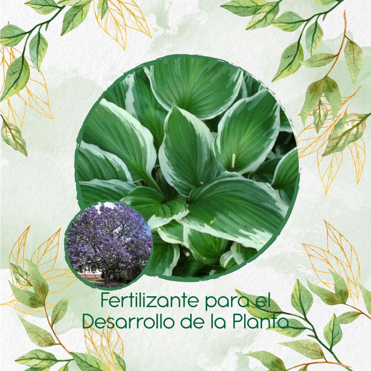 GENERICO - Fertilizante Para El Desarrollo De Árbol Pavito Chingale