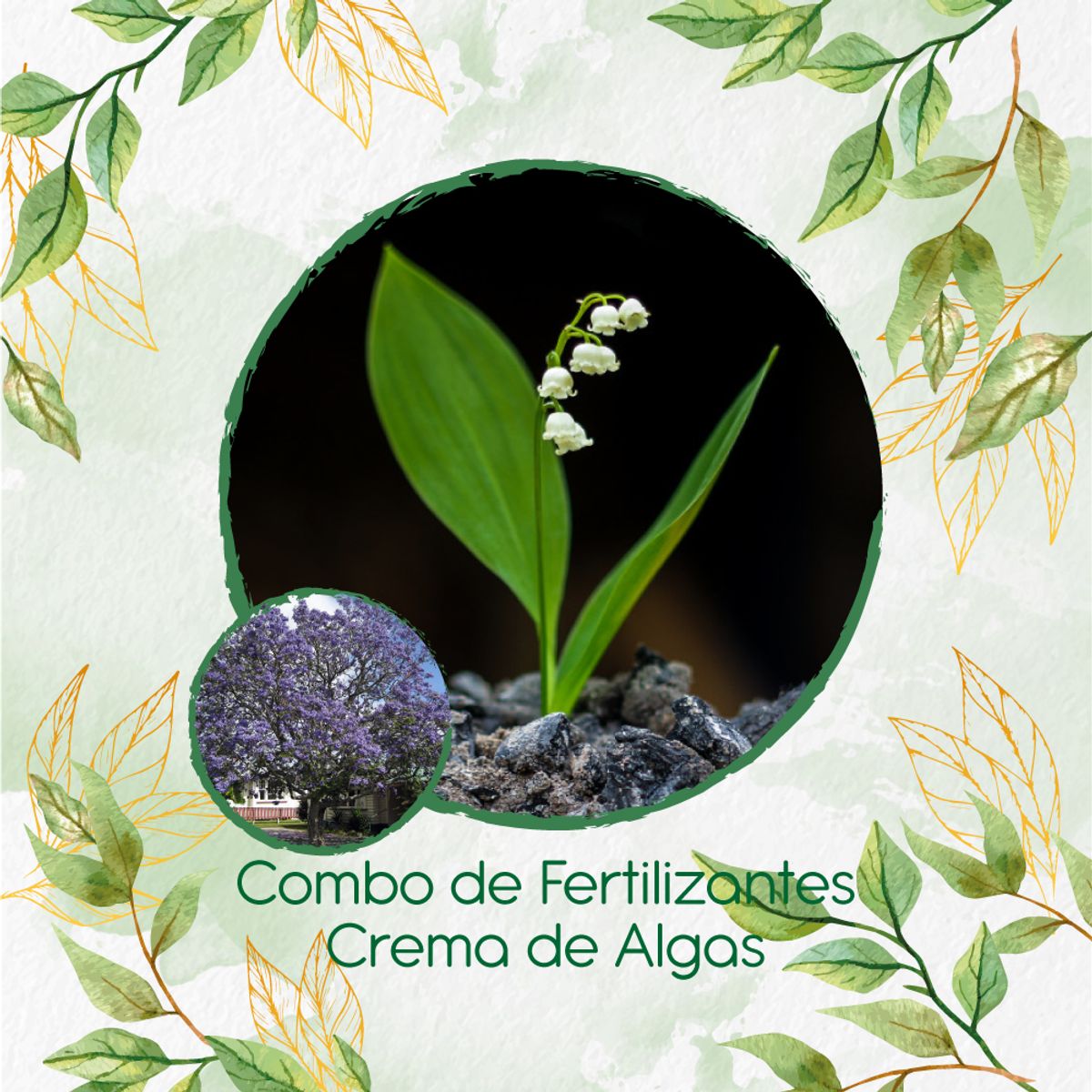 GENERICO - Combo De Fertilizantes Crema De Algas Para Árbol Pavito Chingale