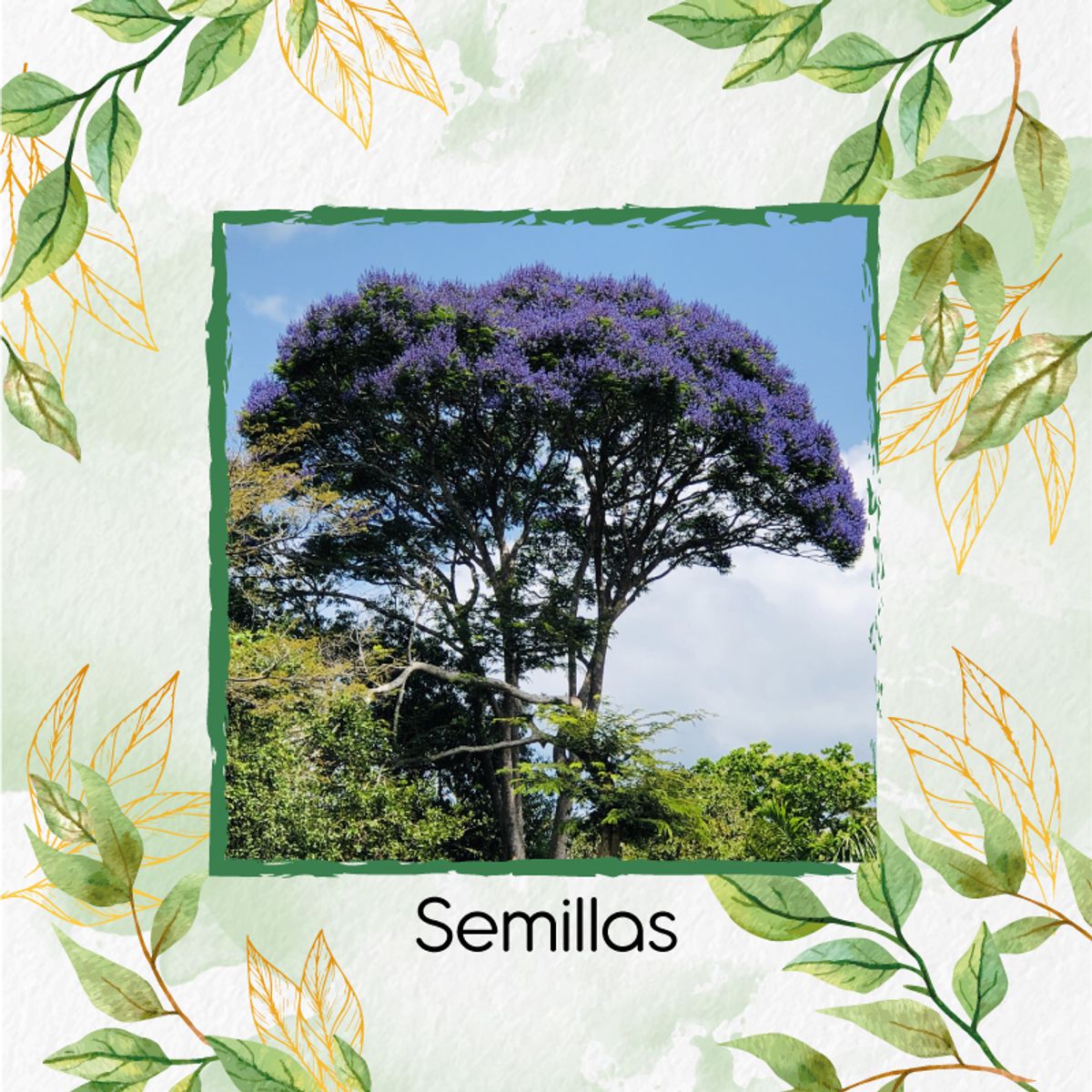 GENERICO - Combo De Fertilizantes Crema De Algas Para Árbol Pavito Chingale