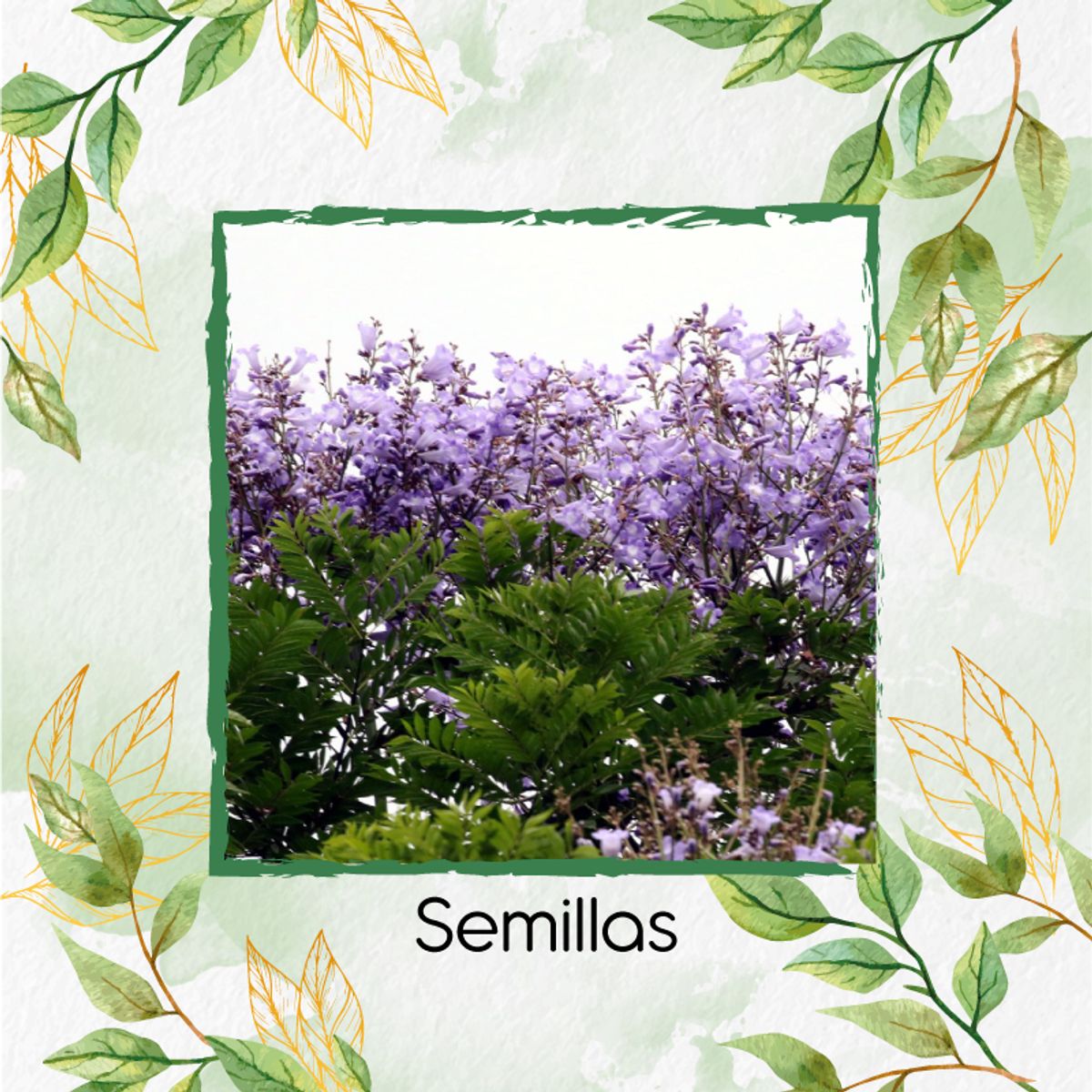 GENERICO - Kit Completo De Fertilizantes Para Árbol Pavito Chingale