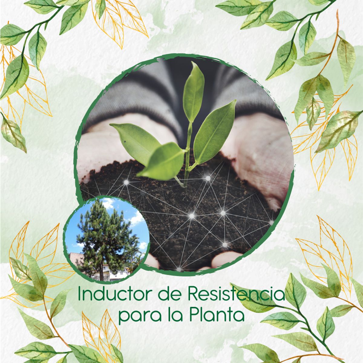 GENERICO - Fertilizante Inductor De Resistencia Para Pino Caribe