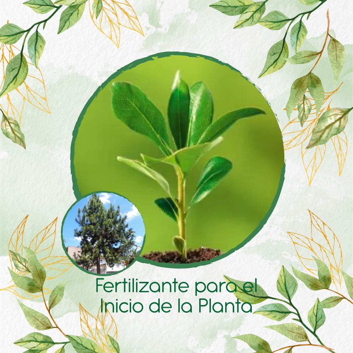 GENERICO - Fertilizante Para El Inicio De Pino Caribe