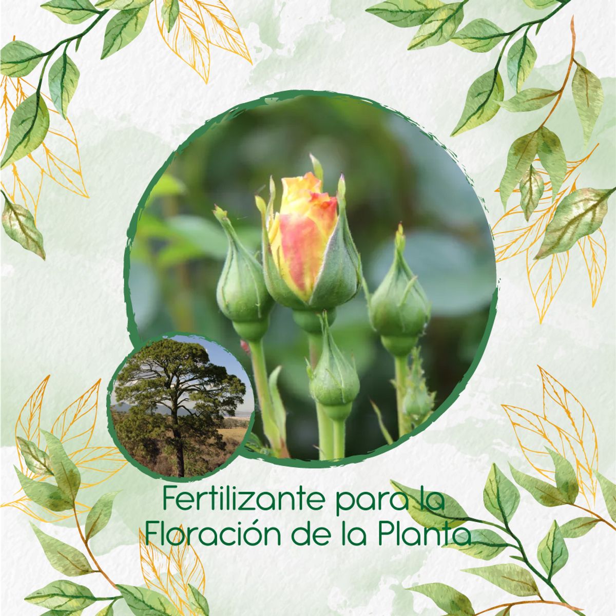 GENERICO - Fertilizante Para La Floración De Pino Maximinoi