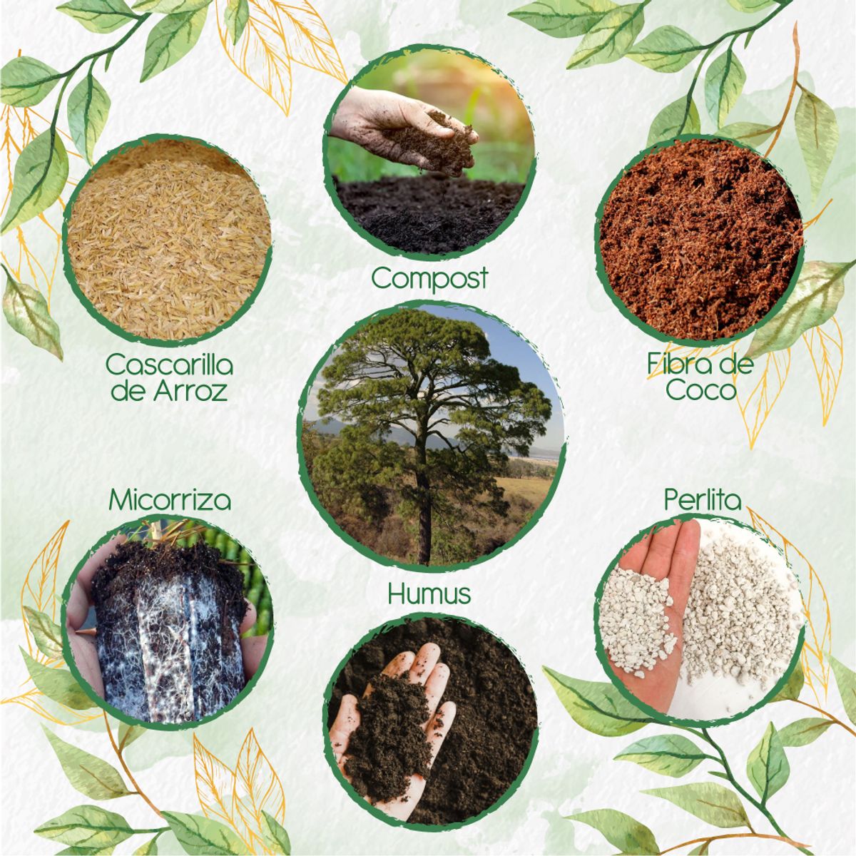 GENERICO - Kit De Acondicionadores De Suelos Para Pino Maximinoi