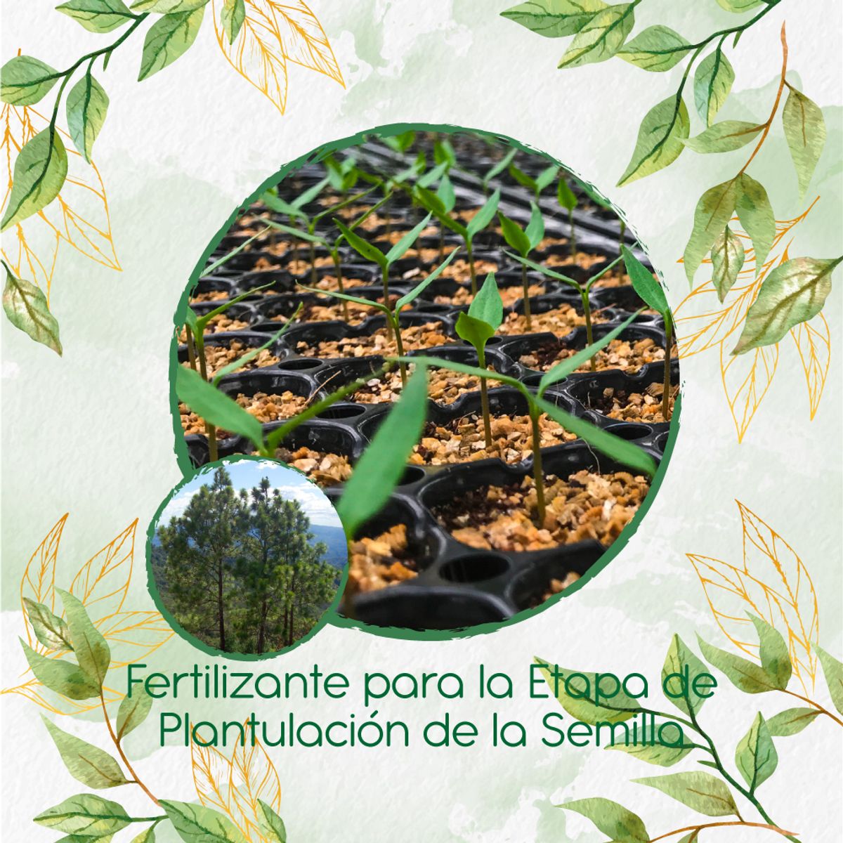 GENERICO - Fertilizante De Plantulación Para Pino Oocarpa