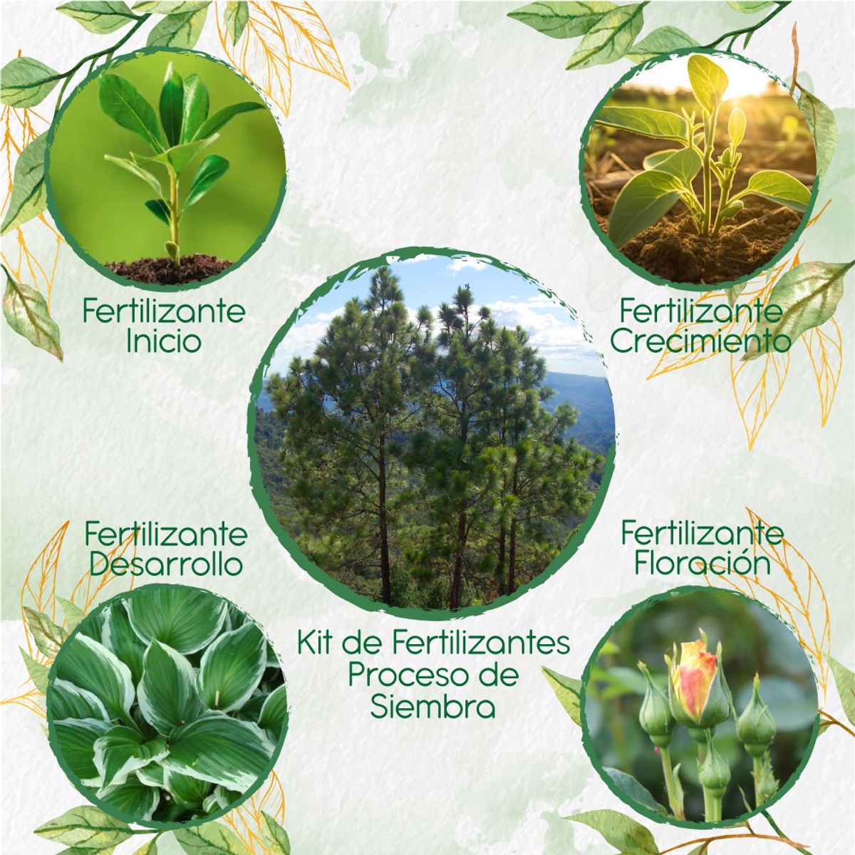 GENERICO - Kit De Fertilizantes Para La Siembra De Pino Oocarpa