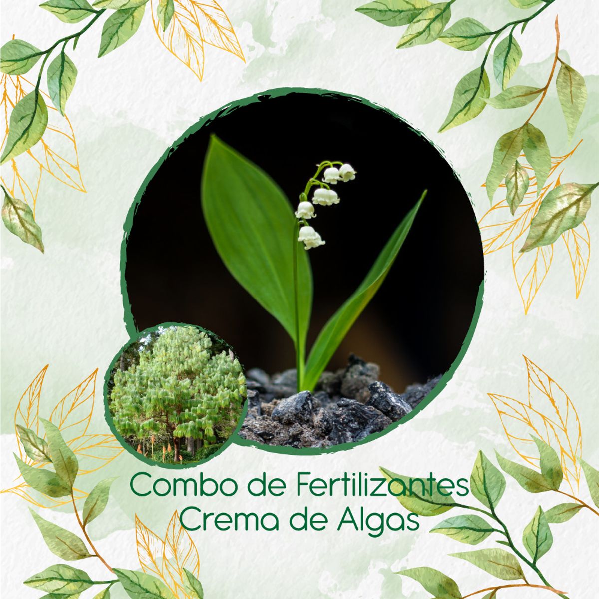 GENERICO - Combo De Fertilizantes Crema De Algas Para Pino Patula