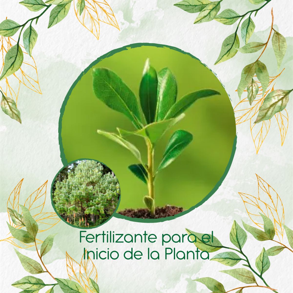 GENERICO - Fertilizante Para El Inicio De Pino Patula