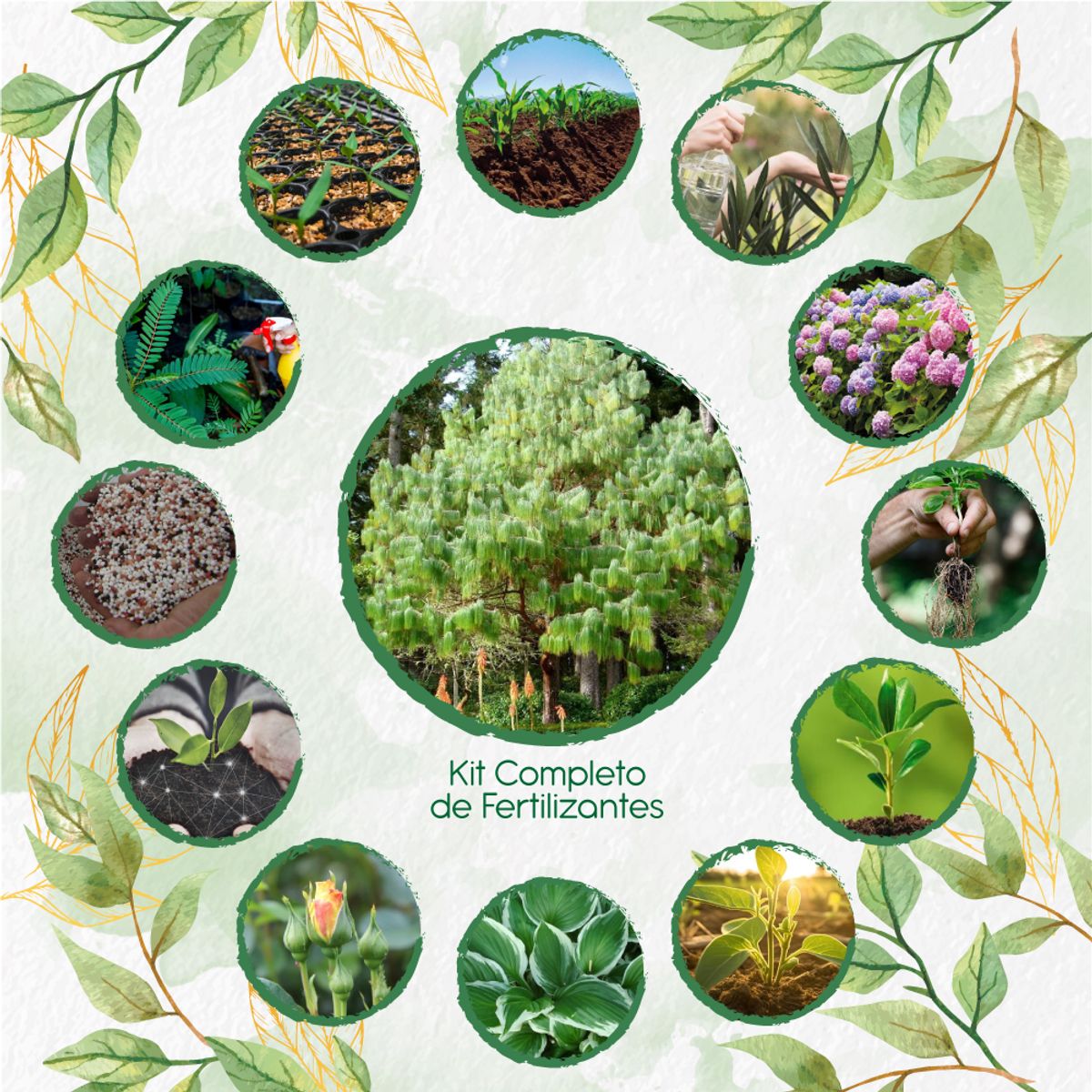 GENERICO - Kit Completo De Fertilizantes Para Pino Patula