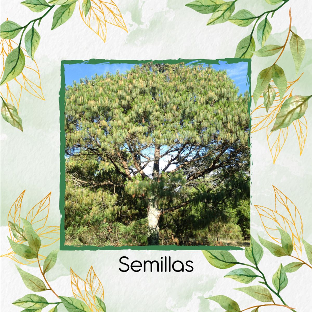 GENERICO - 5 Semillas De Pino Patula + Kit Completo De Germinación