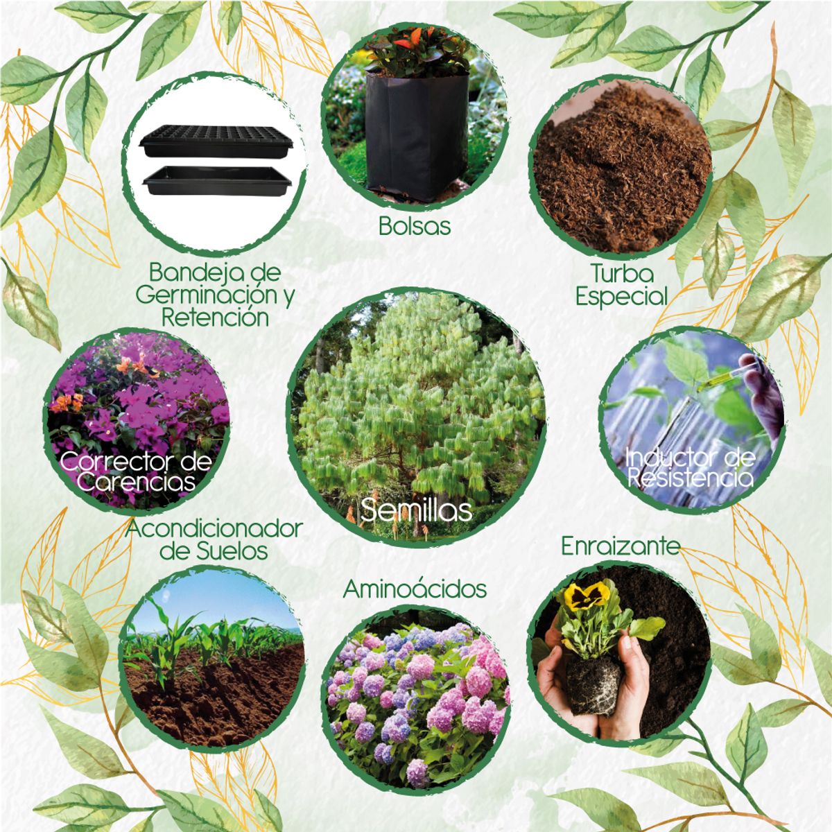 GENERICO - 10 Semillas De Pino Patula + Kit De Siembra