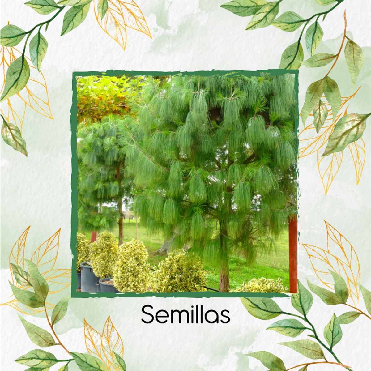 GENERICO - 10 Semillas De Pino Patula + Kit De Siembra