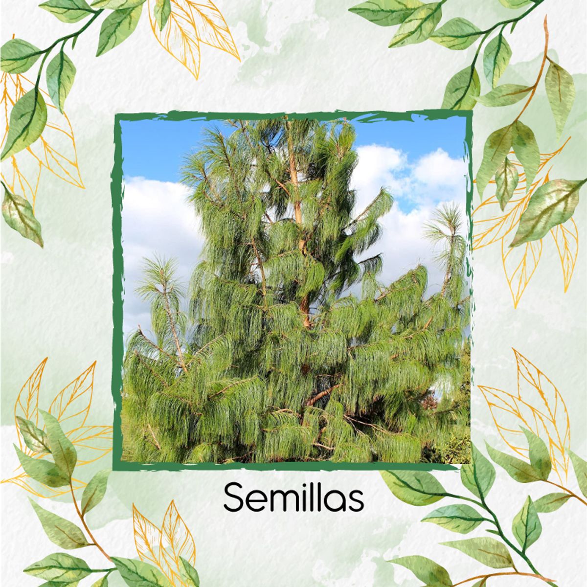 GENERICO - 10 Semillas De Pino Patula + Kit De Producción