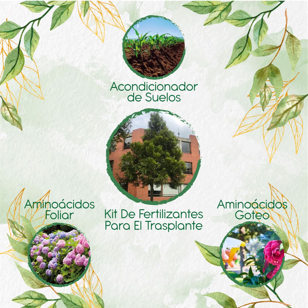 GENERICO - Kit De Fertilizantes Para El Trasplante De Pino Romerón