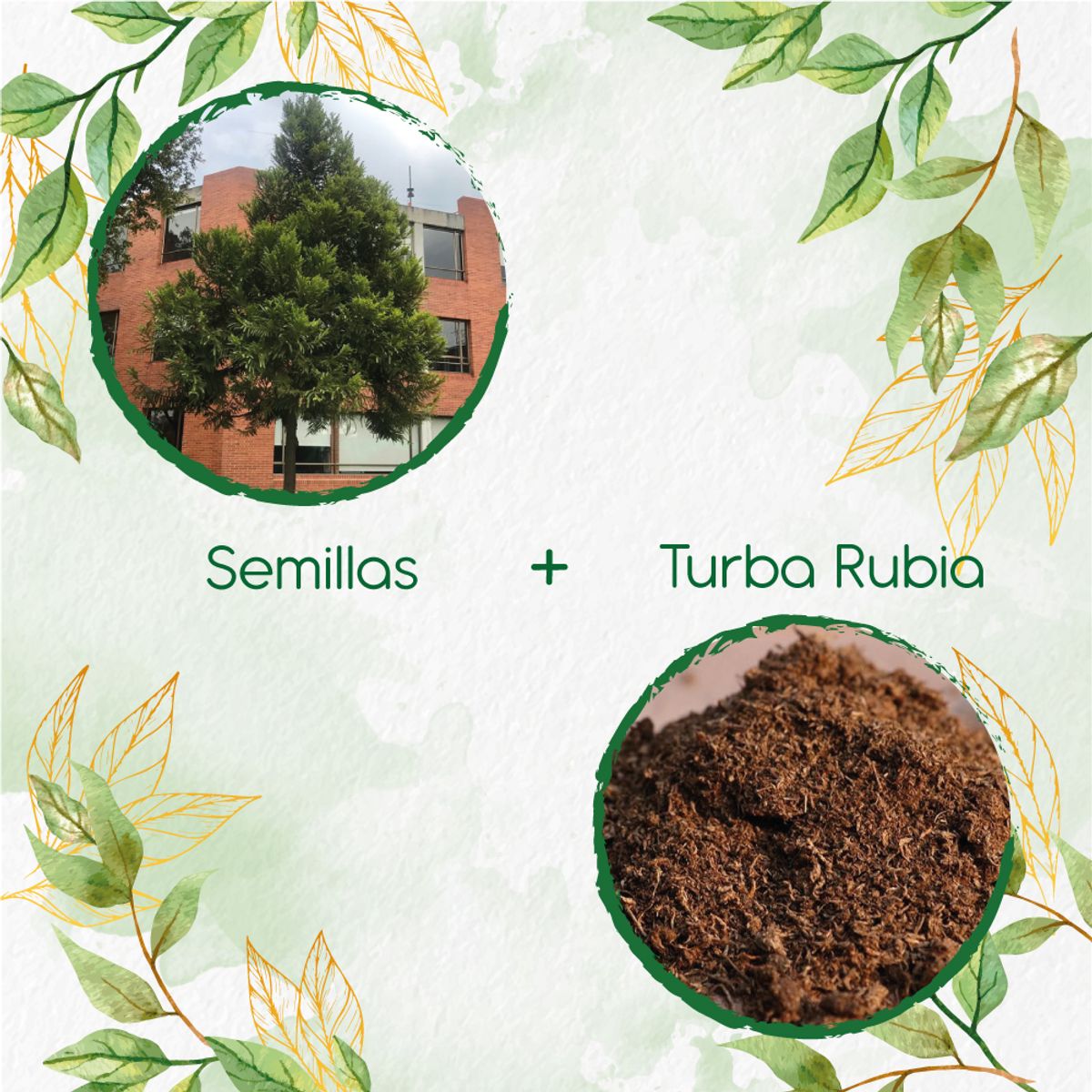 GENERICO - 20 Semillas De Pino Romerón + Turba De Germinación