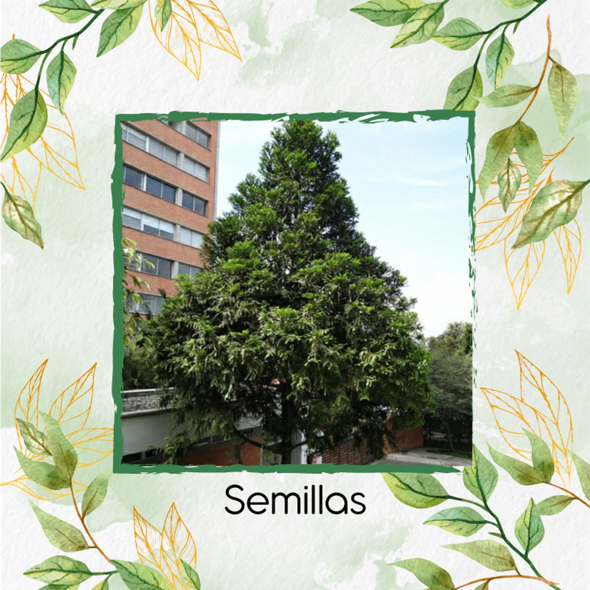 GENERICO - 20 Semillas De Pino Romerón + Turba De Germinación