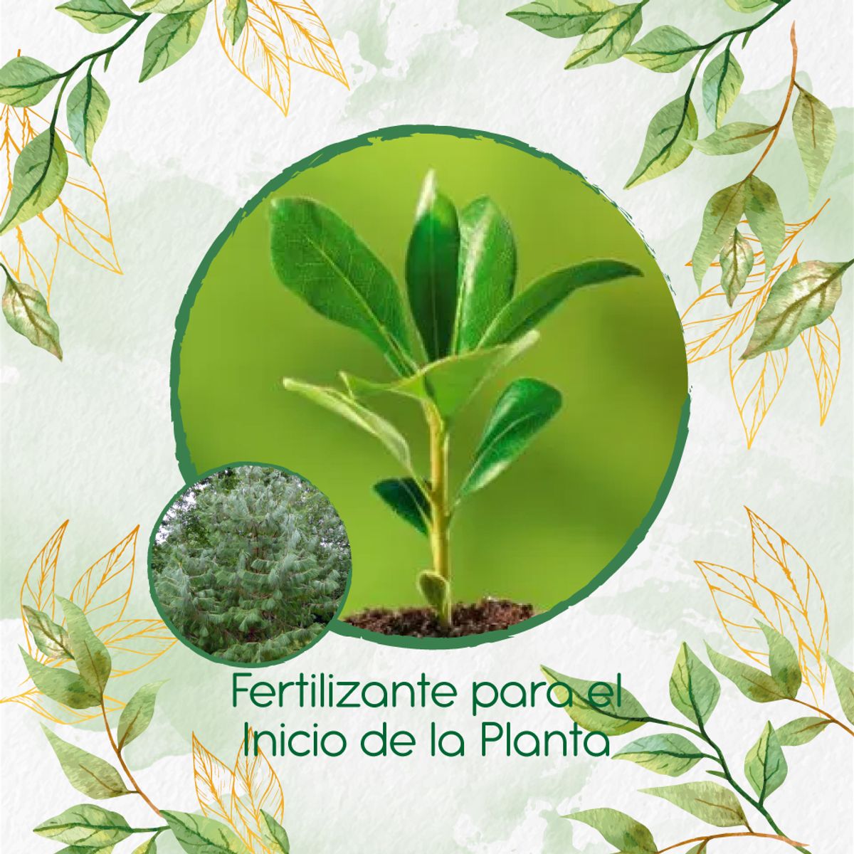 GENERICO - Fertilizante Para El Inicio De Pino Tecunumani