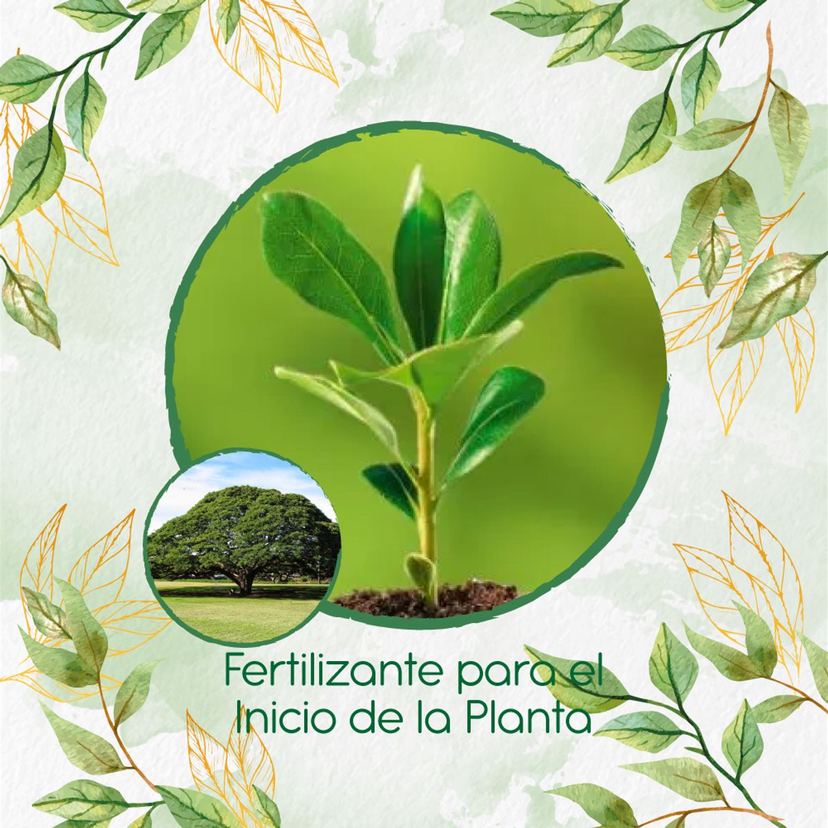 GENERICO - Fertilizante Para El Inicio De Árbol Samán