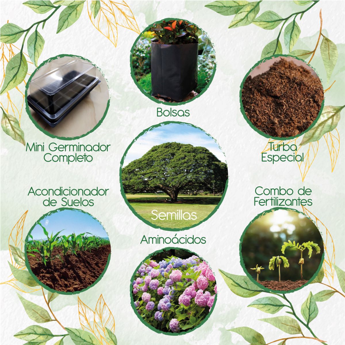 GENERICO - 50 Semillas De Árbol Samán + Kit De Germinación Especial