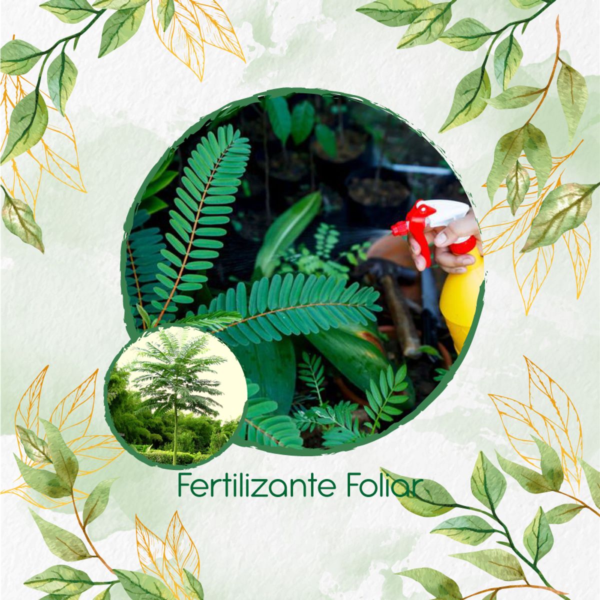 GENERICO - Fertilizante Generación De Brotes Para Árbol Tambor Frijolito