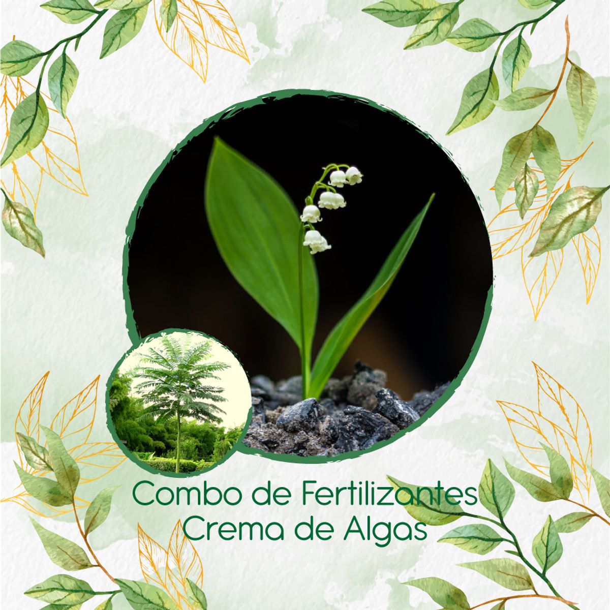 GENERICO - Combo De Fertilizantes Crema De Algas Para Árbol Tambor Frijolito