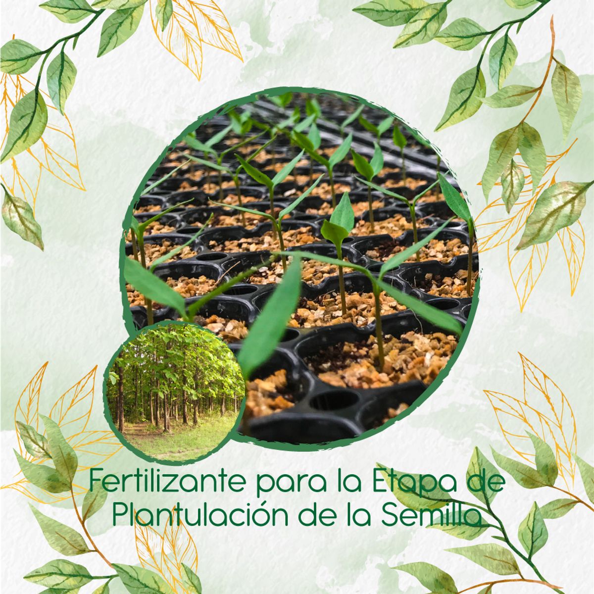 GENERICO - Fertilizante De Plantulación Para Árbol Teca Escarif