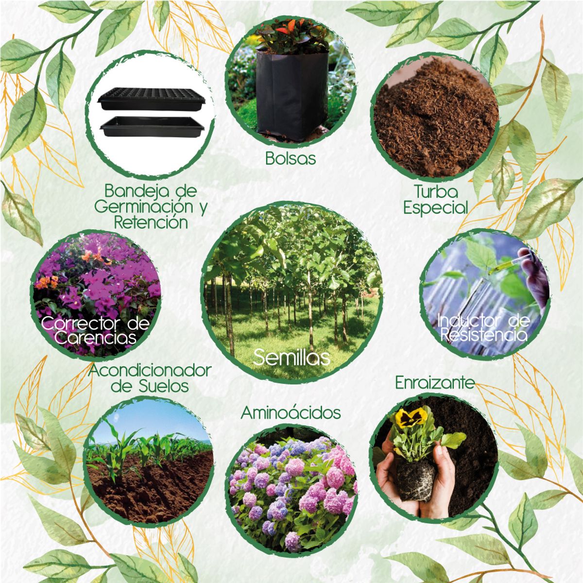 GENERICO - 10 Semillas De Árbol Teca Mejorada + Kit De Producción