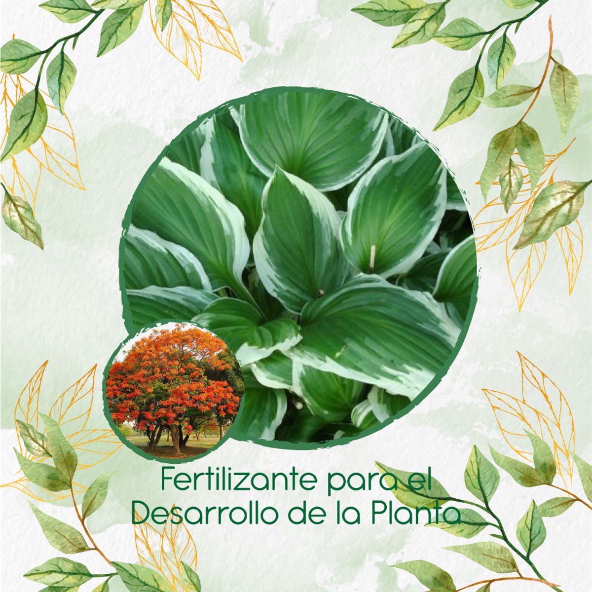 GENERICO - Fertilizante Para El Desarrollo De Árbol Tulipán Africano