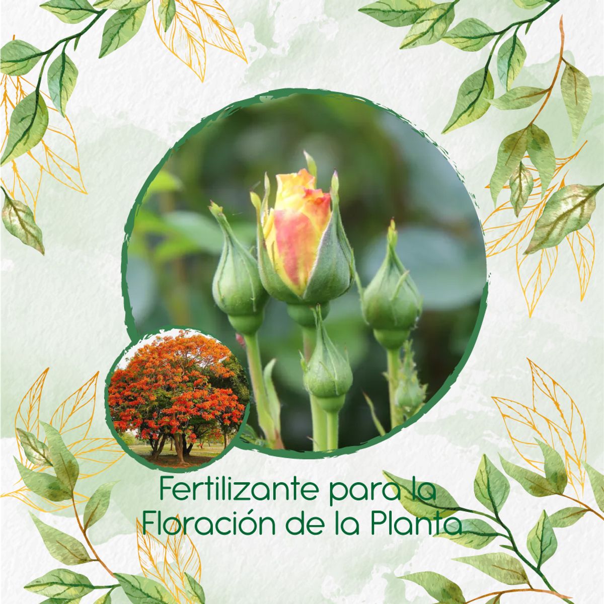 GENERICO - Fertilizante Para La Floración De Árbol Tulipán Africano