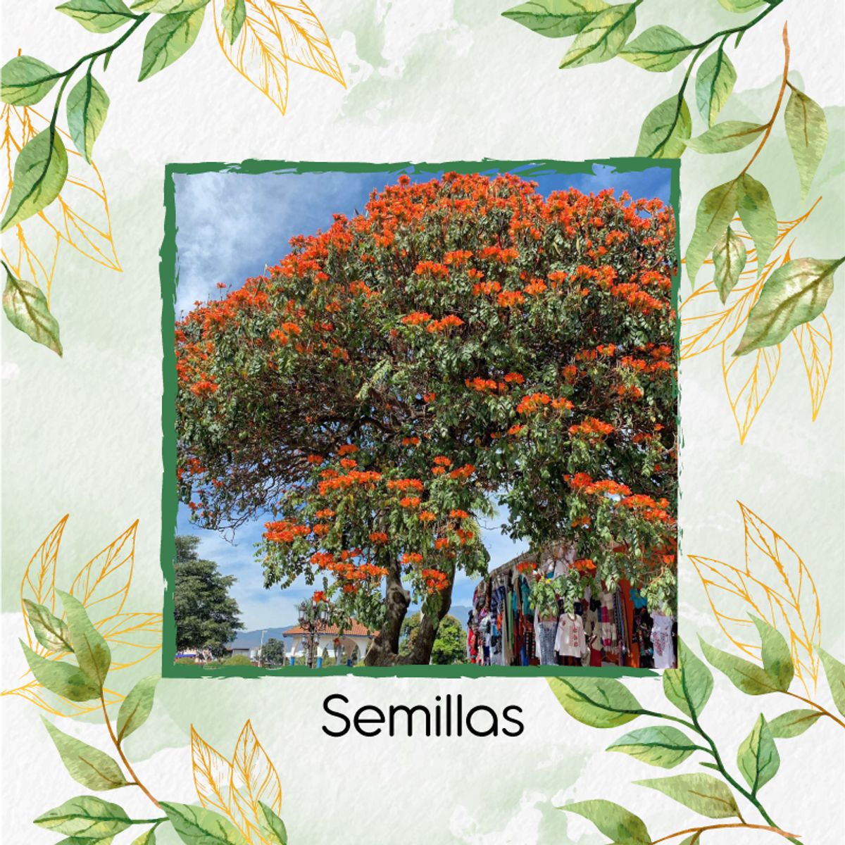 GENERICO - Fertilizante Para La Floración De Árbol Tulipán Africano