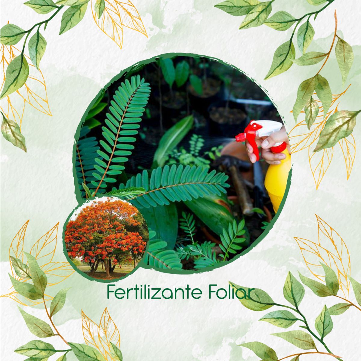 GENERICO - Fertilizante Generación De Brotes Para Árbol Tulipán Africano